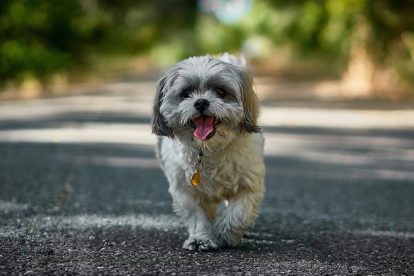 Motion og stimulering af en Shih Tzu